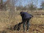 Подготовка ям для посадки деревьев